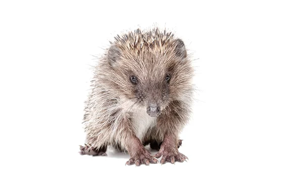 Portrait of a cute little hedgehog — Stock Photo, Image