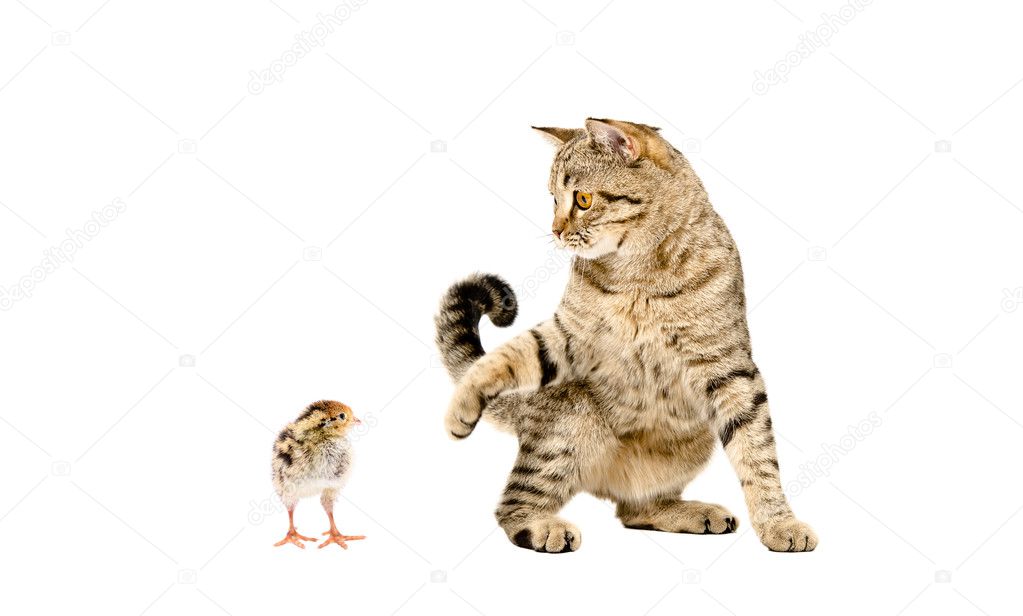 Oyun oynayan kedi İskoç düz ve küçük bıldırcın Stok fotoğrafçılık