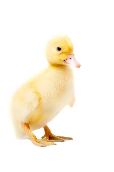 Pequeño patito aislado —  Fotos de Stock