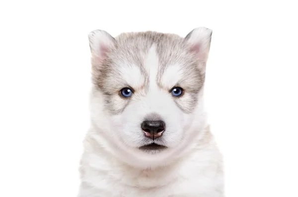 Retrato da raça de cachorro Husky, close-up — Fotografia de Stock