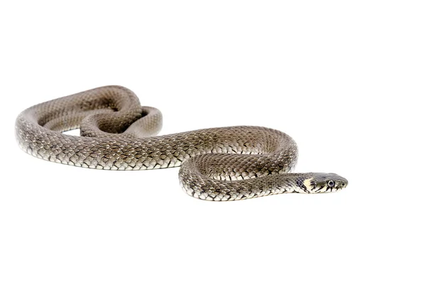Ползучая змея на белом фоне — стоковое фото