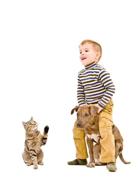 Веселый ребенок играет с щенком Питбулем и котом — стоковое фото