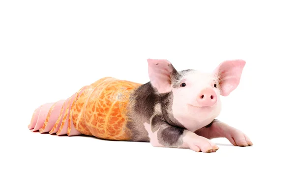 Portrait of a pig becomes into sausage — Stock Photo, Image