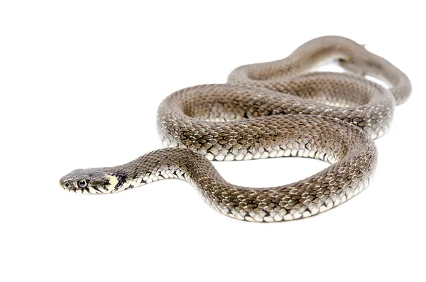 흰색 배경에 고립 들어온다 뱀 — 스톡 사진