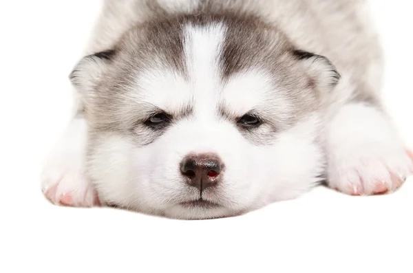 Симпатичный щенок Хаски — стоковое фото