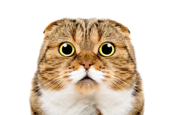 Πορτρέτο του αστείο γάτα Σκωτικής Διπλώνετε — Φωτογραφία Αρχείου