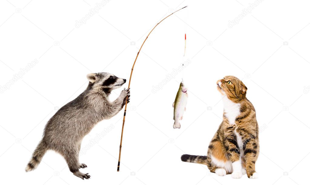 Cat and raccoon with a trout caught on a fishing rod, isolated on white background