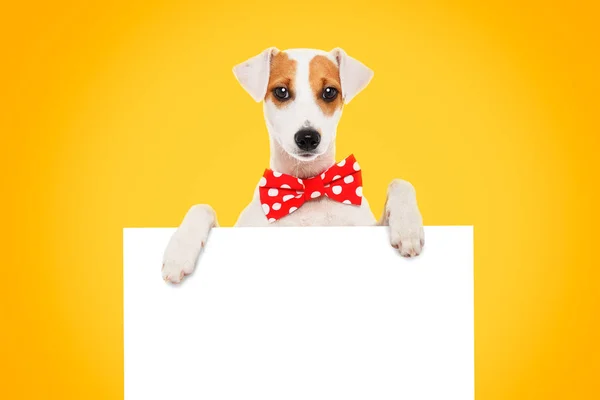 Divertido Perro Jack Russell Terrier Corbata Lazo Con Una Pancarta — Foto de Stock