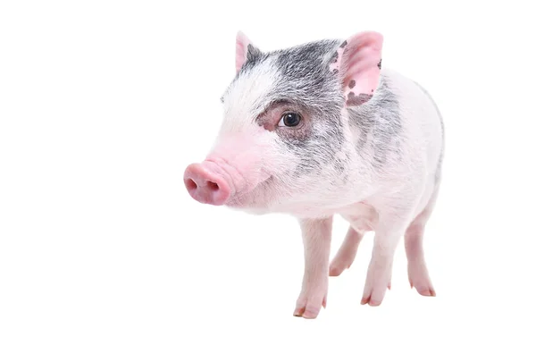 Lustige Kleine Vietnamesische Schweinchen Stehen Isoliert Auf Weißem Hintergrund — Stockfoto