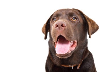Labrador köpeği portresi, yakın plan, beyaz arka planda izole edilmiş.