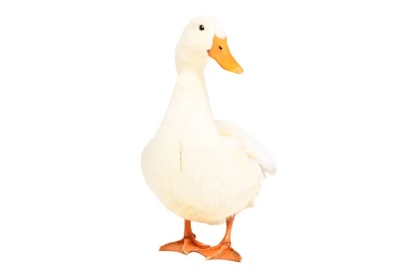 Beautiful Duck Standing Isolated White Background — Stock Photo, Image