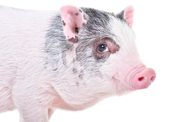 Kleines Vietnamesisches Schweinchen Nahaufnahme Isoliert Auf Weißem Hintergrund — Stockfoto