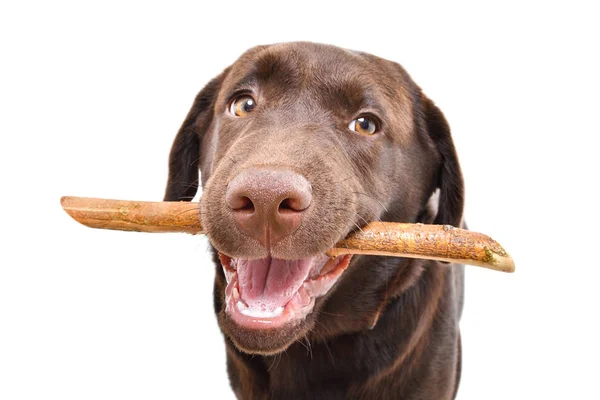 Ritratto Simpatico Cucciolo Del Labrador Con Bastone Tra Denti Isolato — Foto Stock