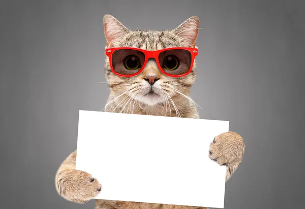 有趣的苏格兰猫 戴着红色太阳镜 灰色背景的爪子上挂着横幅 — 图库照片