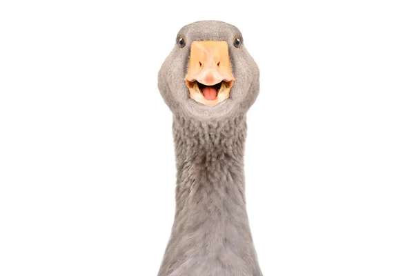 Portrait Funny Pretty Goose Closeup Isolated White Background — Stock Photo, Image