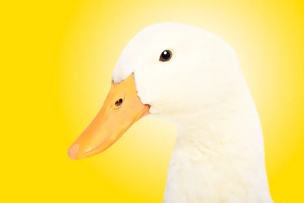 Retrato Pato Bonito Close Vista Lateral Fundo Amarelo — Fotografia de Stock