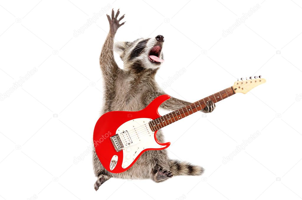 Funny singing raccoon with electric guitar isolated on white background