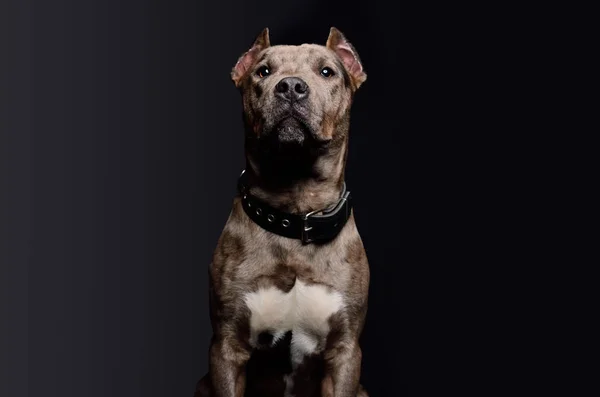 Retrato Filhote Cachorro Pitbull Engraçado Bonito Fundo Preto — Fotografia de Stock