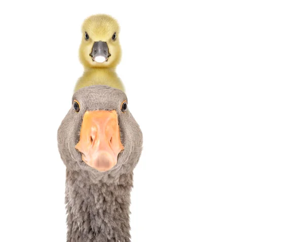 Retrato Ganso Con Boquilla Cabeza Aislada Sobre Fondo Blanco —  Fotos de Stock