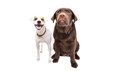 Komik Jack Russell Terrier ve Labrador köpeği birlikte beyaz arka planda izole edilmiş.