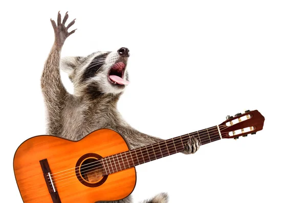 Portrait Funny Singing Raccoon Acoustic Guitar Isolated White Background — Stock Photo, Image