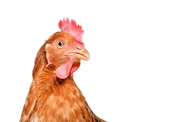 Portrait Curious Chicken Closeup Isolated White Background — Stock Photo, Image