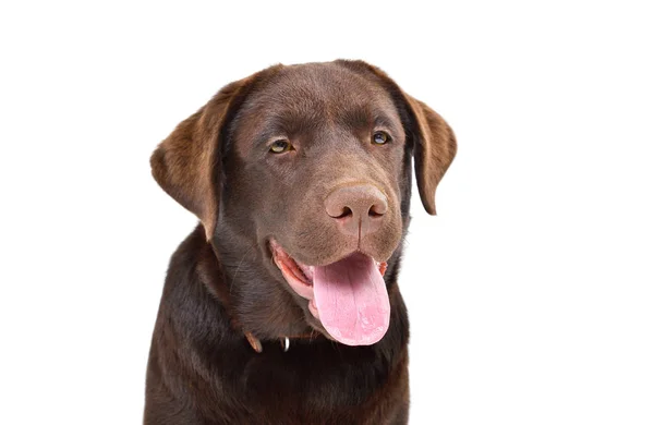 Retrato Lindo Cachorro Labrador Primer Plano Aislado Sobre Fondo Blanco — Foto de Stock