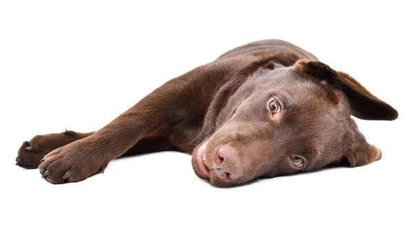 Adorável Cachorro Labrador Deitado Isolado Fundo Branco — Fotografia de Stock