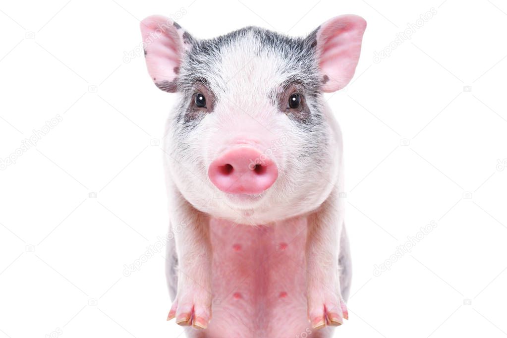 Portrait of a cute funny little pig, closeup, isolated on white background