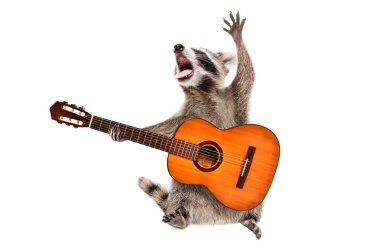 Beyaz arka planda izole edilmiş akustik gitarlı komik bir rakun.