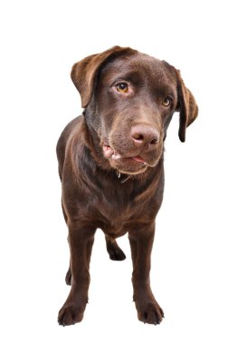 Beyaz bir arka planda yalnız duran ilginç, şirin Labrador köpeği.