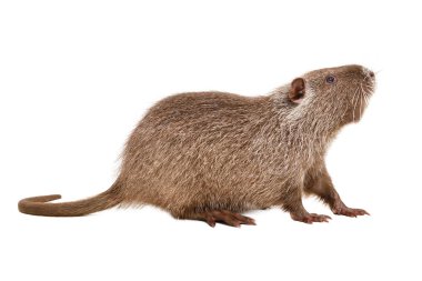 Curious funny nutria, side view, isolated on white background clipart