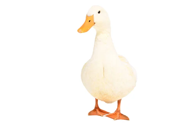 Duck Standing Isolated White Background — Stock Photo, Image