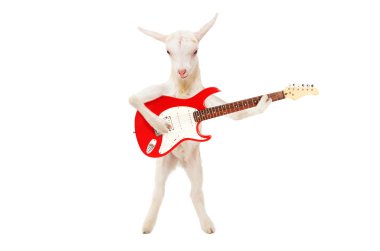 Funny goat with electric guitar standing isolated on white background clipart