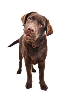 Beyaz bir arka planda yalnız duran komik Labrador köpeği.