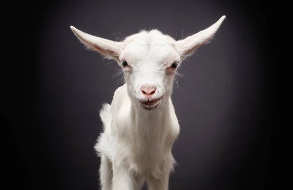Portrait Cute Little White Goat Black Background — 스톡 사진