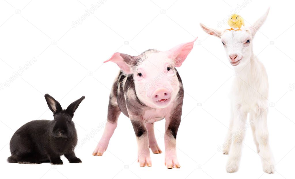 Funny little farm animals standing together isolated on white background