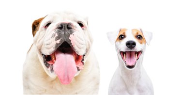 Beyaz arka planda İngiliz bulldog 'u ve Jack Russell terrier' in portresi