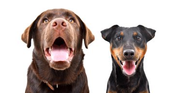 Beyaz arka planda bir Labrador ve Jagdterrier portresi birlikte izole edilmiş.