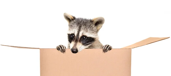 Lindo Mapache Asomándose Fuera Caja Aislado Sobre Fondo Blanco —  Fotos de Stock