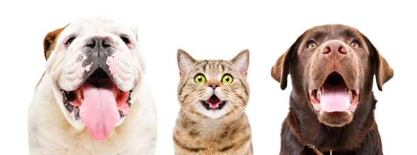 Retrato Bulldog Inglés Divertido Gato Scottish Straight Labrador Primer Plano — Foto de Stock