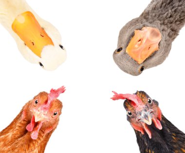 Beyaz arka planda izole edilmiş komik çiftlik kuşlarının portresi
