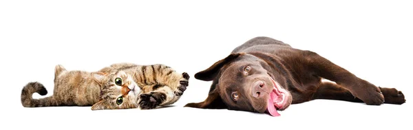 Funny Cute Cat Scottish Straight Labrador Puppy Lying Isolated White — Stock Photo, Image