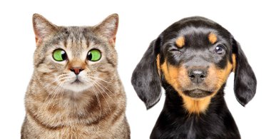 Göz hastalıkları olan kedi ve köpek portresi beyaz arka planda izole edilmiş.