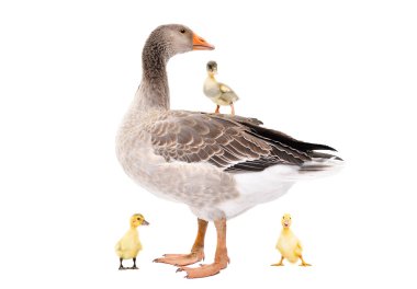 Goose with a goslings isolated on white background