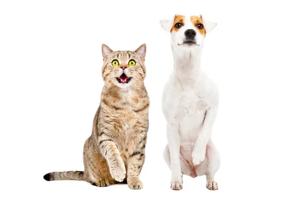 Funny Cute Cat Stottish Straight Dog Parson Russell Terrier Sitting — Stock Photo, Image
