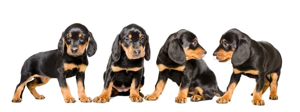 Четыре Милые Щенки Породы Словацкой Hund Изолированы Белом Фоне — стоковое фото