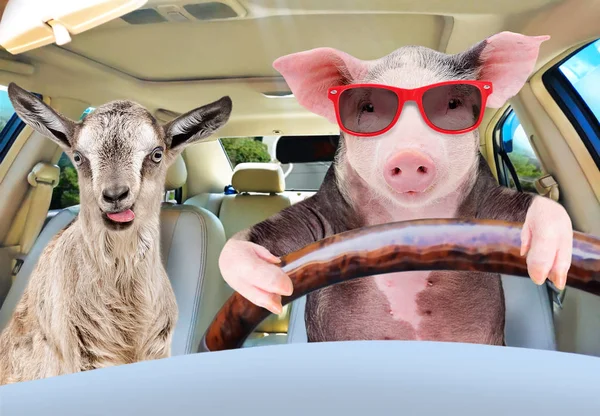 stock image Pig in sunglasses carries in a car a goat showing tongue