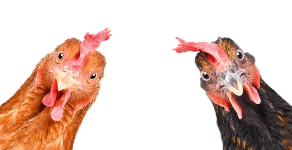Porträt Eines Lustigen Hühners Nahaufnahme Isoliert Auf Weißem Hintergrund — Stockfoto