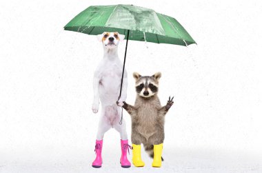 Parson Russell Terrier ve rakun, beyaz arka planda izole edilmiş bir şemsiyenin altında lastik botlar içinde duruyorlardı.